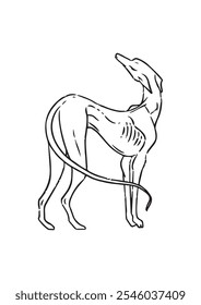 line art illustration of an elegant dog, hand drawn animal vector isolated