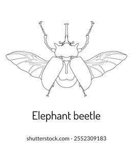 Ilustração em arte de linha de um besouro elefante com asas detalhadas e design simétrico. Ideal para estudos de entomologia, materiais educacionais, páginas de coloração e projetos científicos.