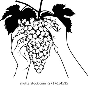 Ilustración de arte lineal con dos manos humanas que sostienen delicadamente un racimo maduro de uvas con hojas adjuntas, que representan la agricultura, los productos orgánicos y la cosecha de otoño.