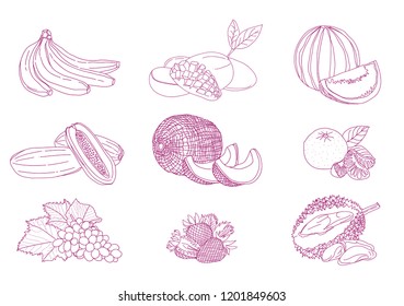 Line art illustration of Fresh fruit. EPS 10