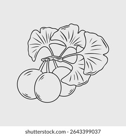 Line art illustration of Ginkgo biloba with leaves and fruits