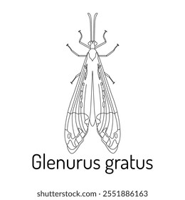 Ilustración de arte lineal de Glenurus gratus, una especie de antlion, con alas detalladas y estructura corporal. Perfecto para la entomología, la educación, la ciencia y los diseños con temas de insectos.