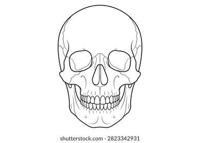 Line art illustration of a human skull featuring eyeglasses positioned over the eye sockets