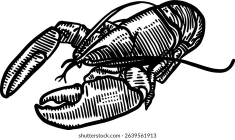 A line art illustration of a lobster, rendered in an engraved or woodcut style. 