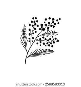 Line art illustration of a mimosa branch doodle cartoon vector art.