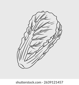 Line art illustration of a napa cabbage