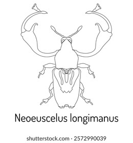 Line art illustration of Neoescuclulus longimanus, a beetle species with prominent elongated mandibles. Perfect for scientific, educational, and decorative uses.