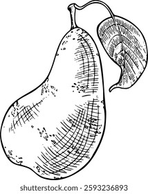 Line art illustration of the pear