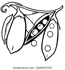 Line Art Illustration Of Peas In Their Pods Fresh Harvest