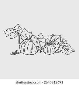 Line art illustration of pumpkins with leaves and vines