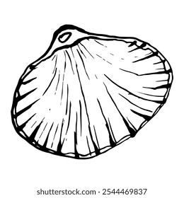 Ilustración de arte de línea de Shell. Conchas de Vector en estilo blanco y negro. Dibujo de molusco aislado sobre fondo blanco. Gráficos estilizados. Arte de la línea del mundo submarino para la etiqueta del diseño, postales