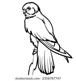 Line art illustration of small bird of prey, kestrel.