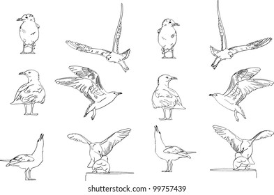 line art illustration of various seagulls