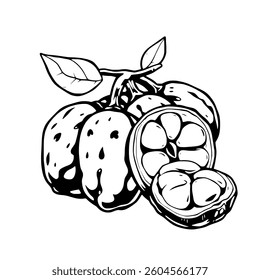 Line Art Illustration of Whole and Sliced Cacao Pods