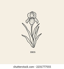 Line art iris flower illustration