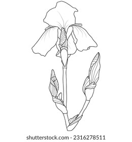 Line art iris flower on white background, vector illustration.