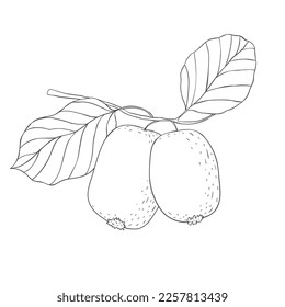 Line Art Kiwi Branch. Vector Illustration on white Background.