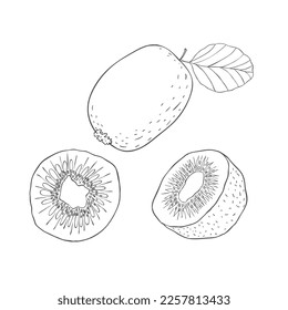 Line Art Kiwi Fruit. Vector Illustration on white Background.