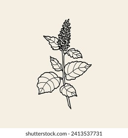 Line art Korean Mint or Agastache rugosa drawing