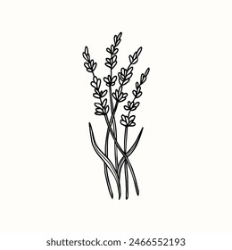 Line art lavender flower illustration