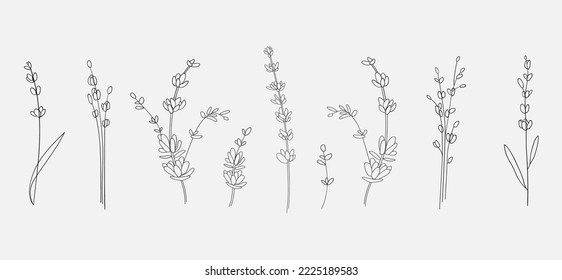 Line art Lavender set on white background. Floral vector illustration
