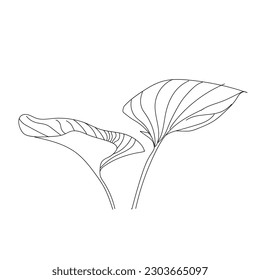 line art of leaf isolated in white background
