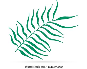 Line art leaf of palm icon isolated on white. Outline kids hand drawing art line. Spring, summer or autumn  symbol. Doodle sketch. Vector stock illustration