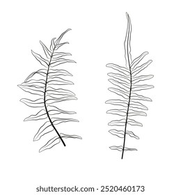 line art of leaves, floral illustration
