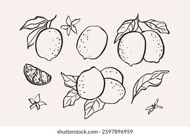 Line art lemon branches collection