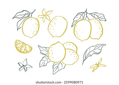 Line art lemon branches collection