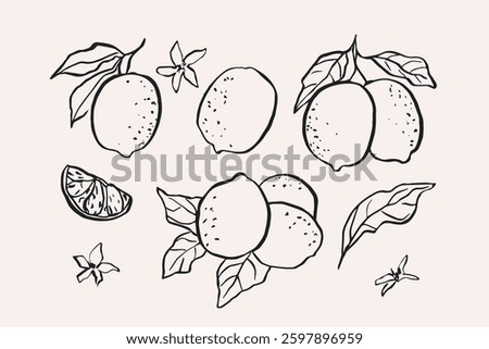 Line art lemon branches collection