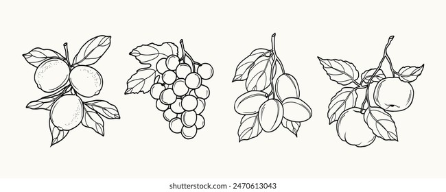 Line art lemon, grapes, plum, apple fruits illustration