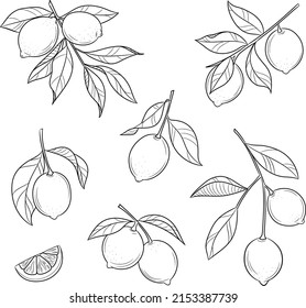 Line Art Lemon Vector Illustration Isolated Stock Vector (Royalty Free ...