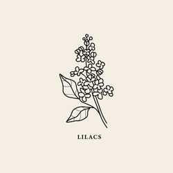 Ilustración De Ramas De Flores De Lino Art Lilacs