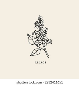 Line art lilacs flower branch illustration