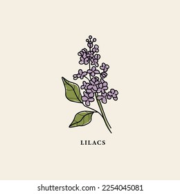 Line art lilacs flower branch drawing