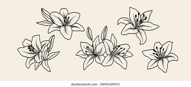 Line art lily flowers collection