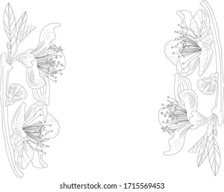 Line art lily flowers on branches with leaves. Place for text. Vector