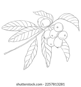 Line Art Loguat Branch. Vector Illustration on white Background.