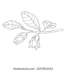Line Art Lucuma Blossom Branch. Vector Illustration on white Background.