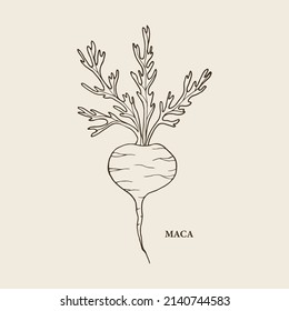 Line art maca or Peruvian ginseng illustration