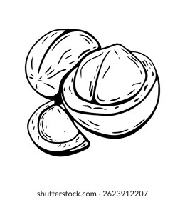 Tuerca de macadamia de arte de línea cortada para colorear