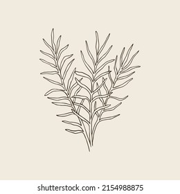 Line art macrozamia illustration. Australian native plant svg