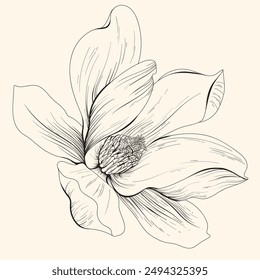 Line Art Magnolienblume isoliert auf hellem Hintergrund 