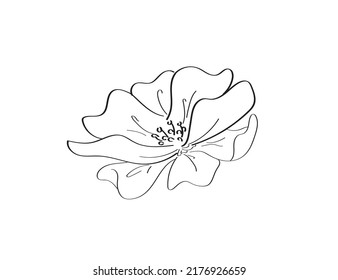 Line art Magnolia flower. Minimalist black line sketch on white background. Vector illustration