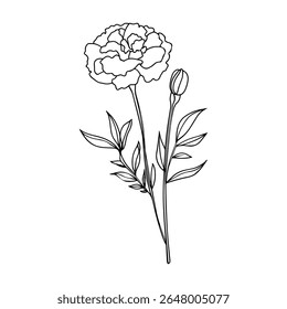 Line art marigold, carnation flower on stem. Vector outline monochrome floral icon isolated on white background. Herbal plant logo design.