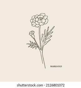 Line art marigold flower illustration