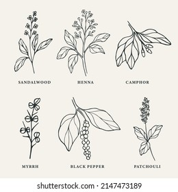 Line art medicinal and essential oil plants set