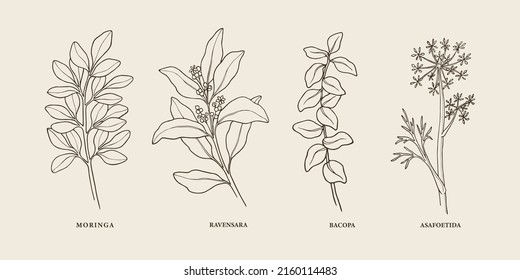 Line art medicinal and essential oil plants. Moringa, ravensara, bacopa, asafoetida