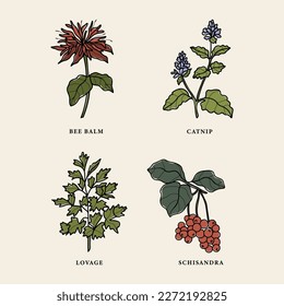 Line art medicinal and essential oil plants set